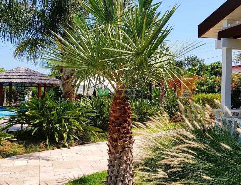 COPERNICIA PALM ( WAX PALM )