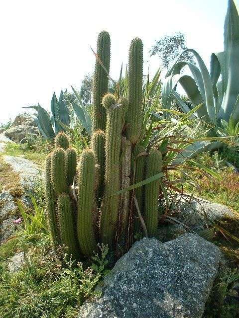 GOLDEN TORCH CACTUS