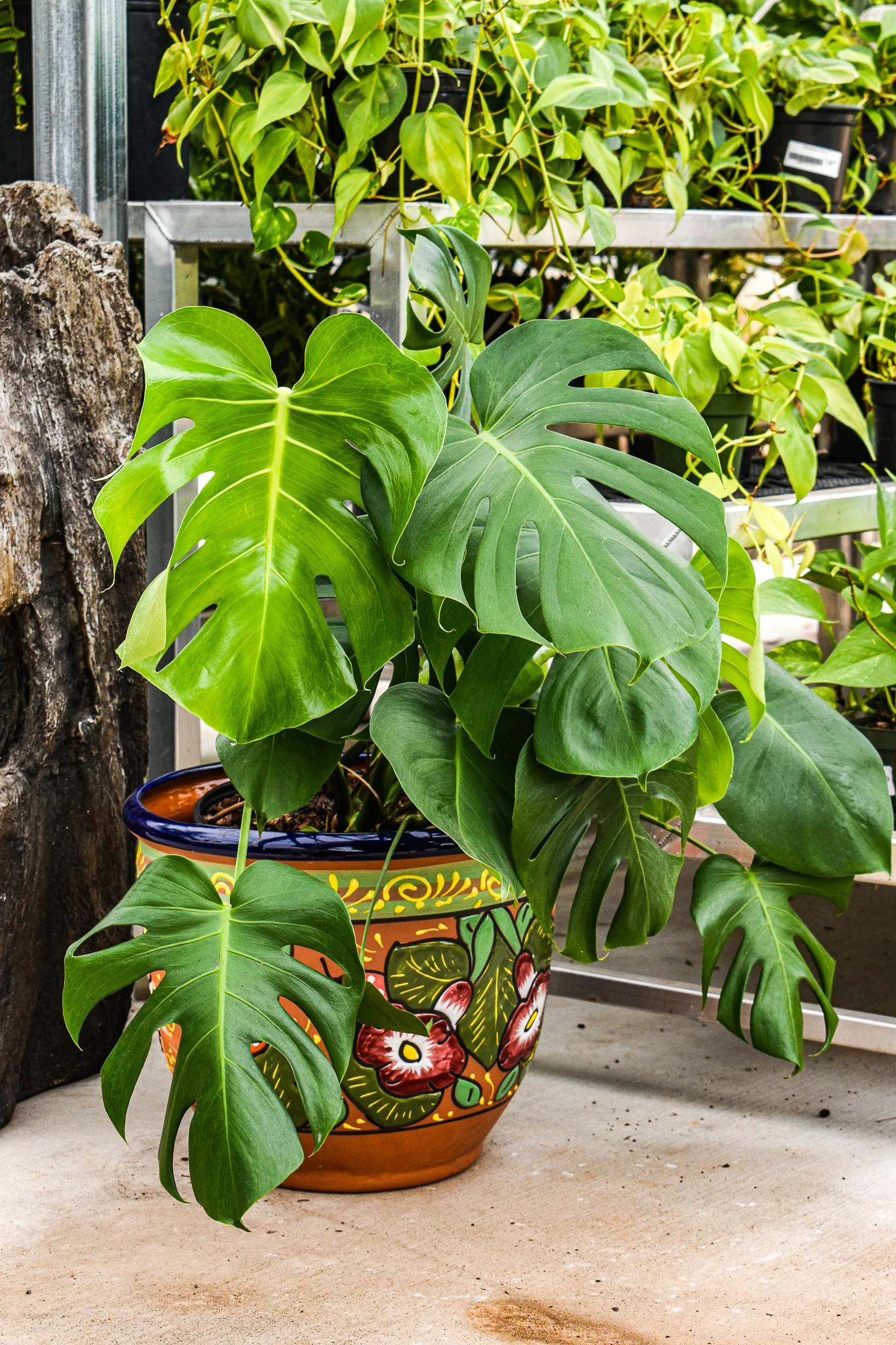 MONSTERA DELICIOSA