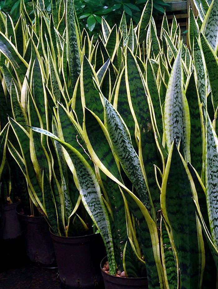 SNAKE PLANT