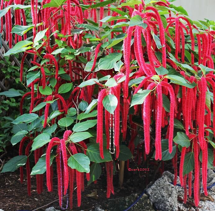 ACALYPHA