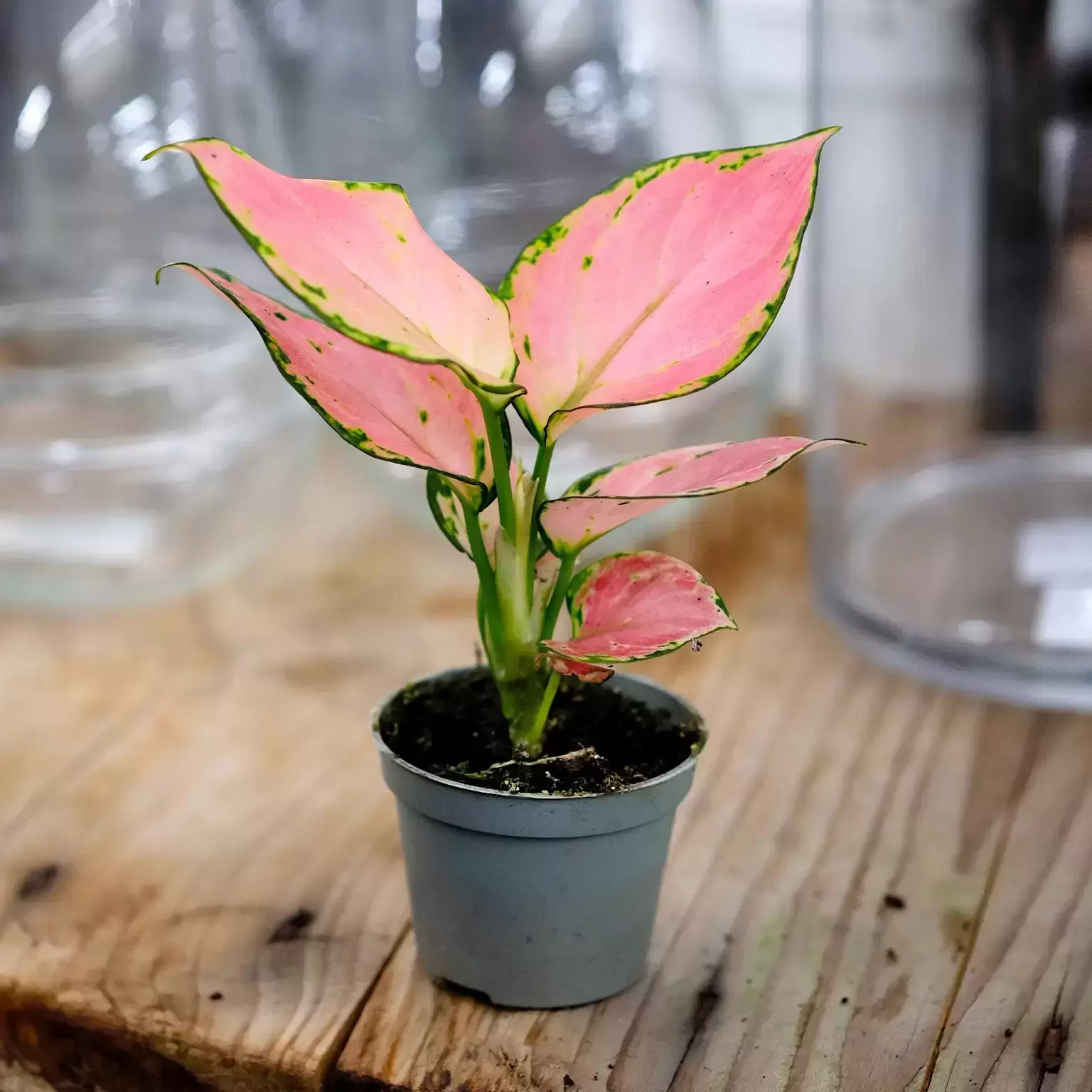 AGLAONEMA PINK