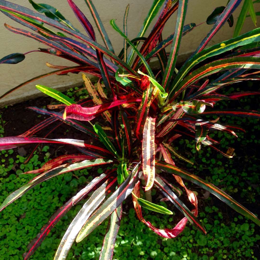 ZANZIBAR CROTON