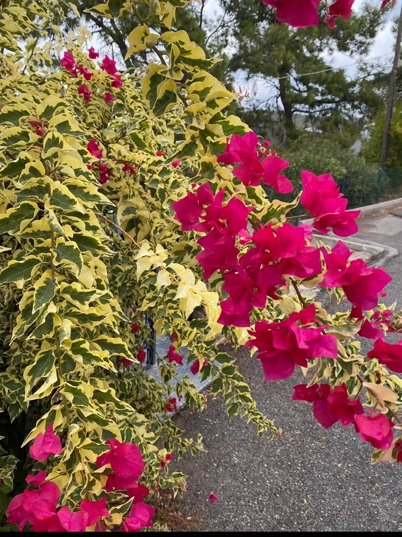 BOUGAINVILLEA VARIGATED