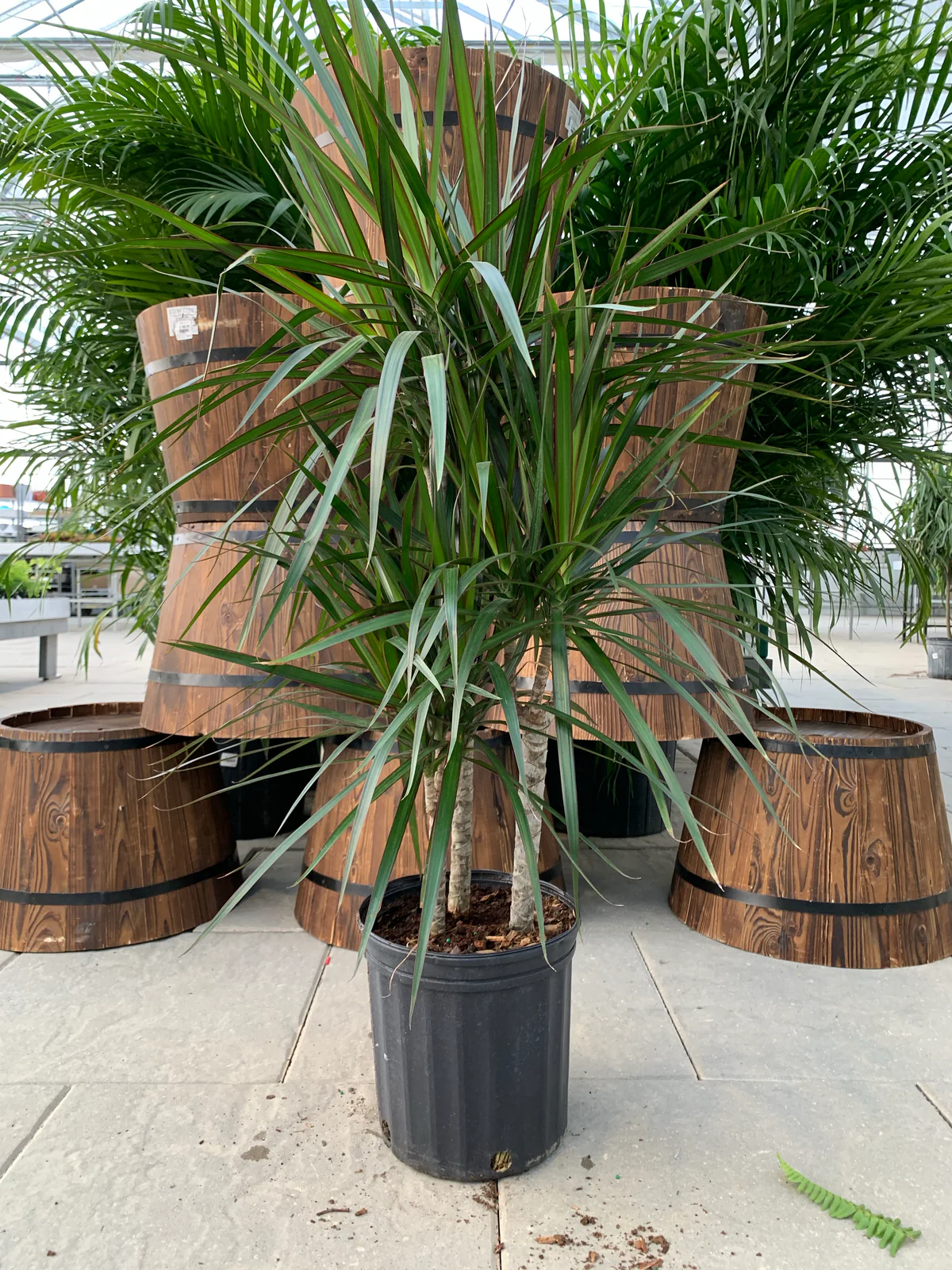 DRACENA MARGINITA - DRAGON TREE