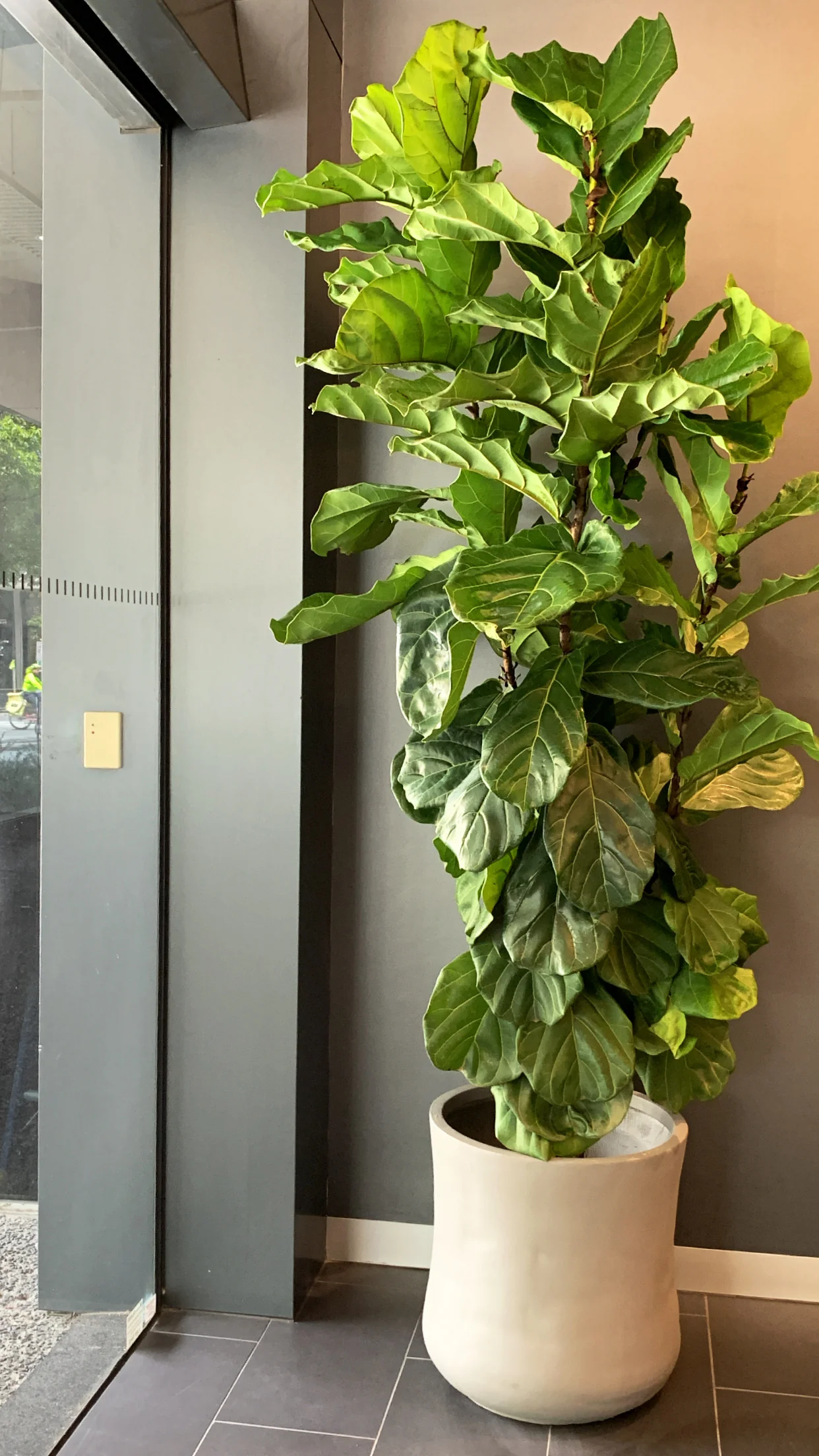 FIDDLE LEAF FIG