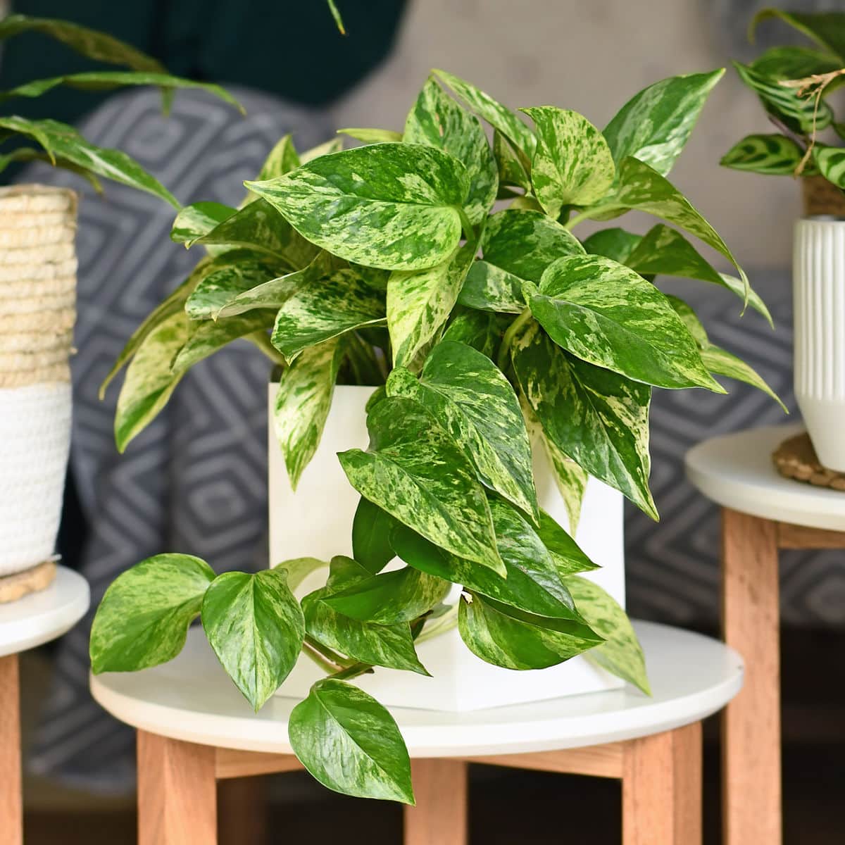 MARBLE QUEEN-Office Plant