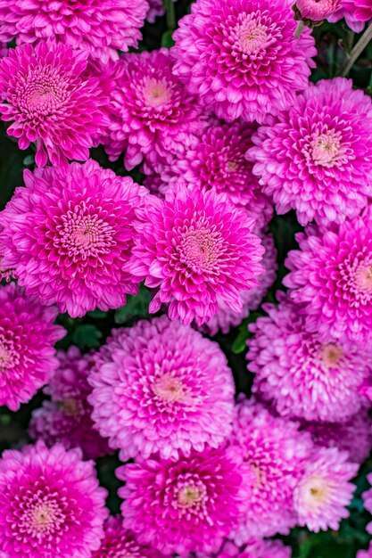 CHRYSANTHEMUM GUL-E-DAUDI
