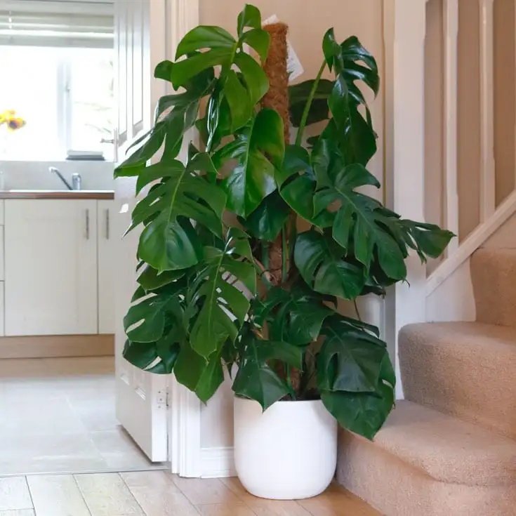 SWISS CHEESE PLANT