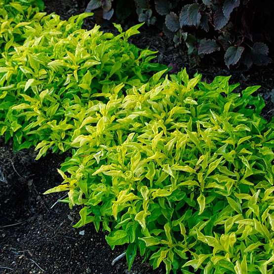 ALTERNANTHERA