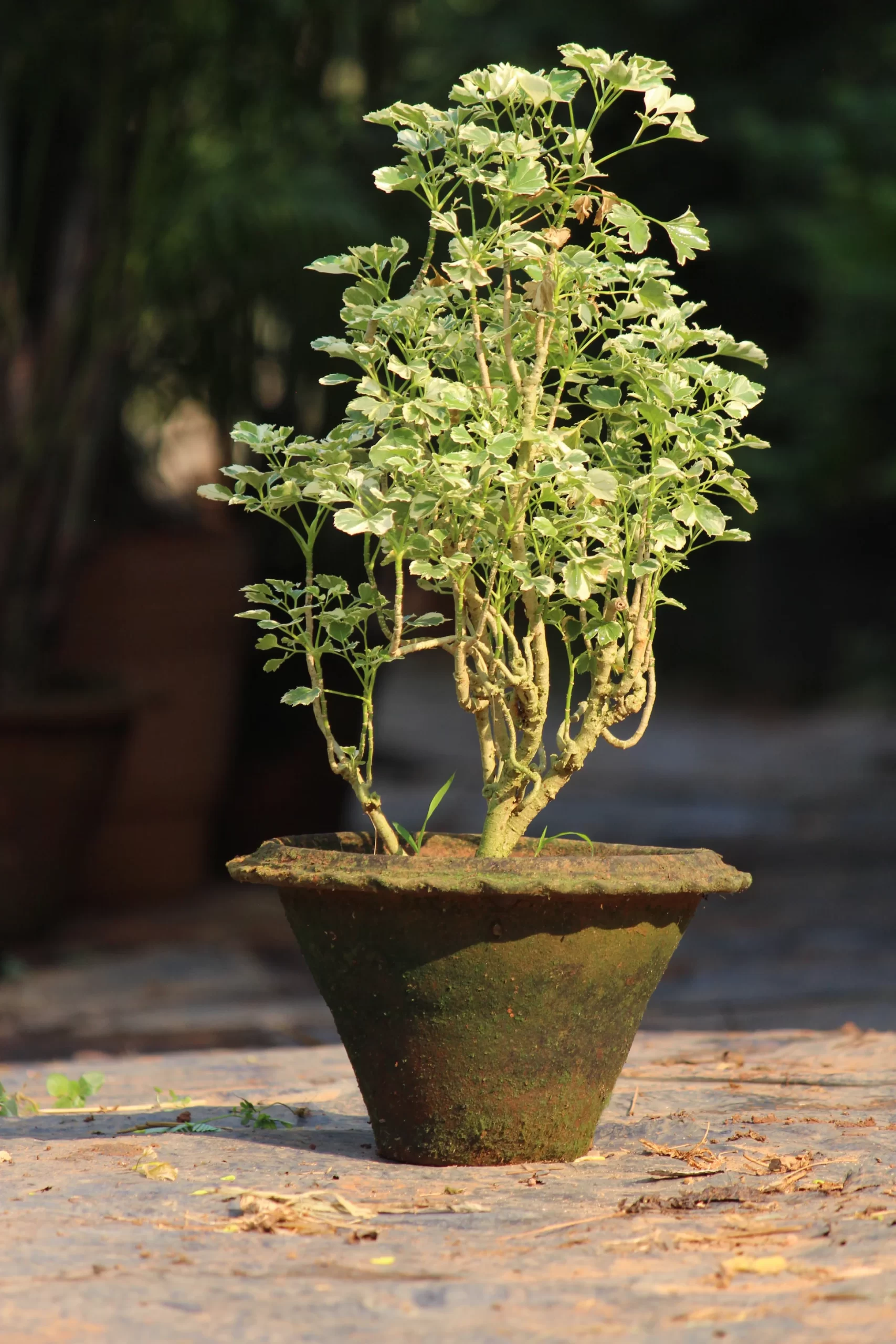 ARALIA VARIEGATED