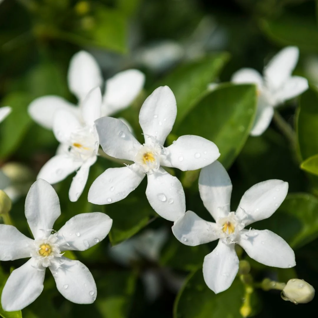 JASMINE - CHAMBELI