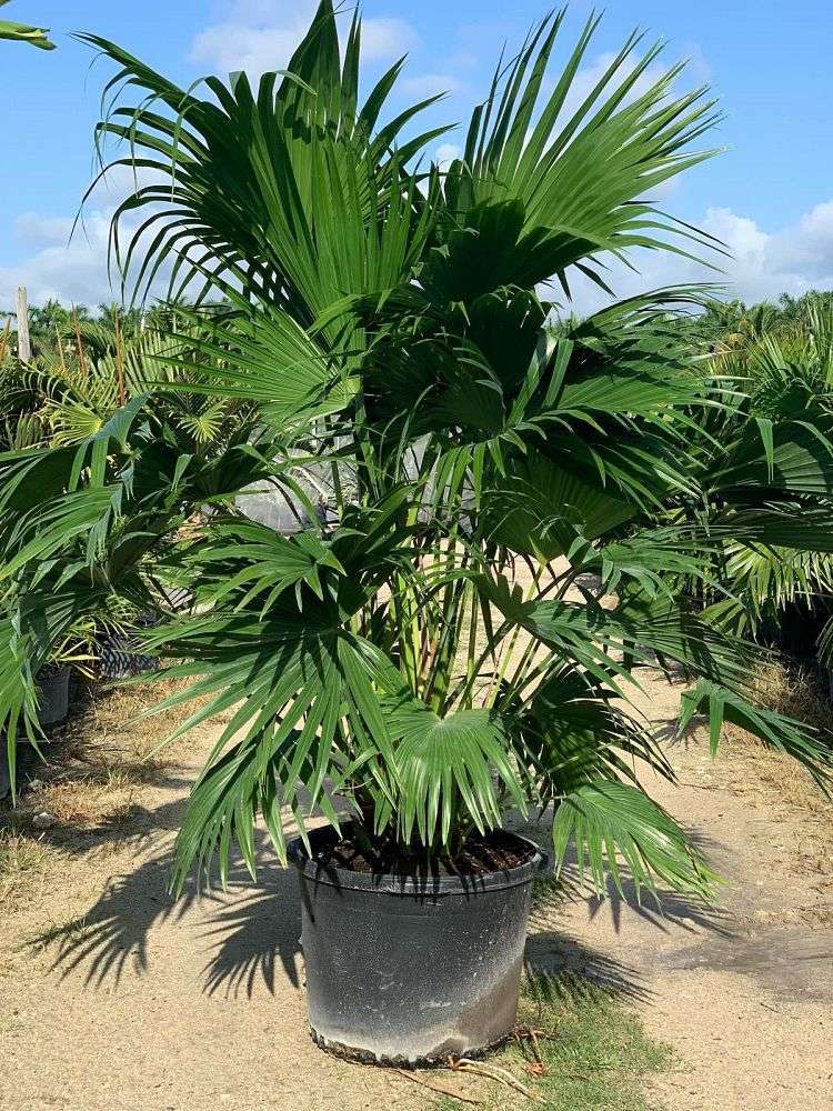 CHINESE FAN PALM