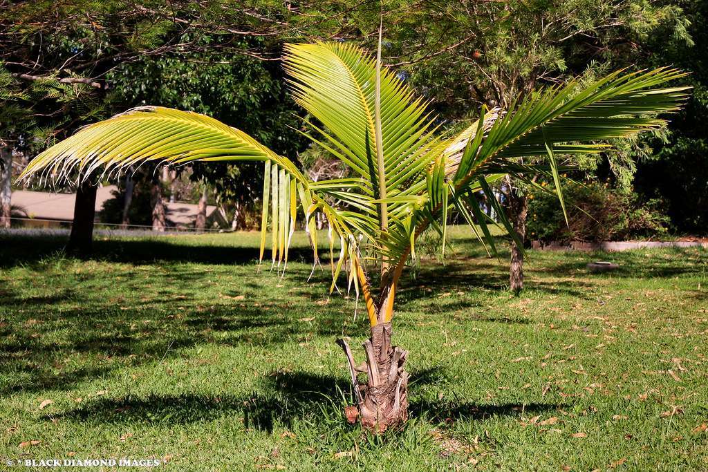 COCONUT PALM