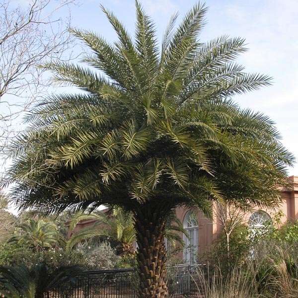 SILVERSTER KING DATE PALM