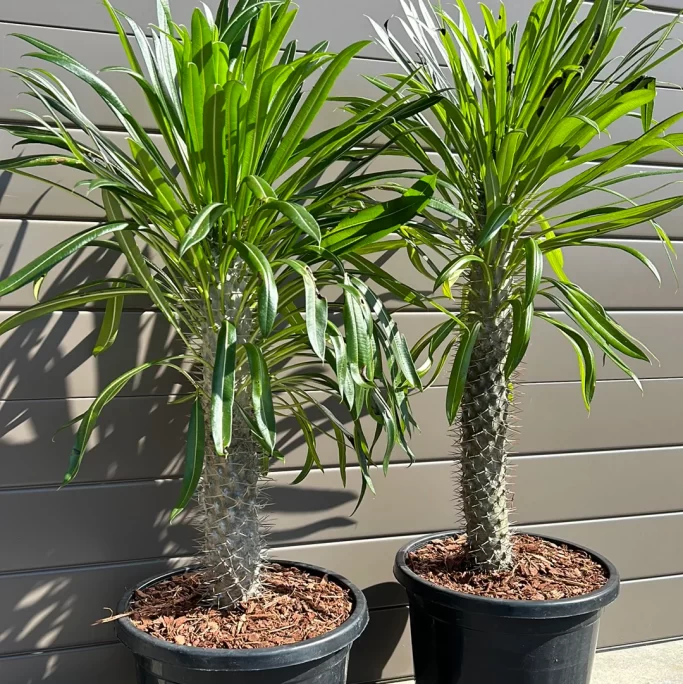 MADAGASCAR PALM
