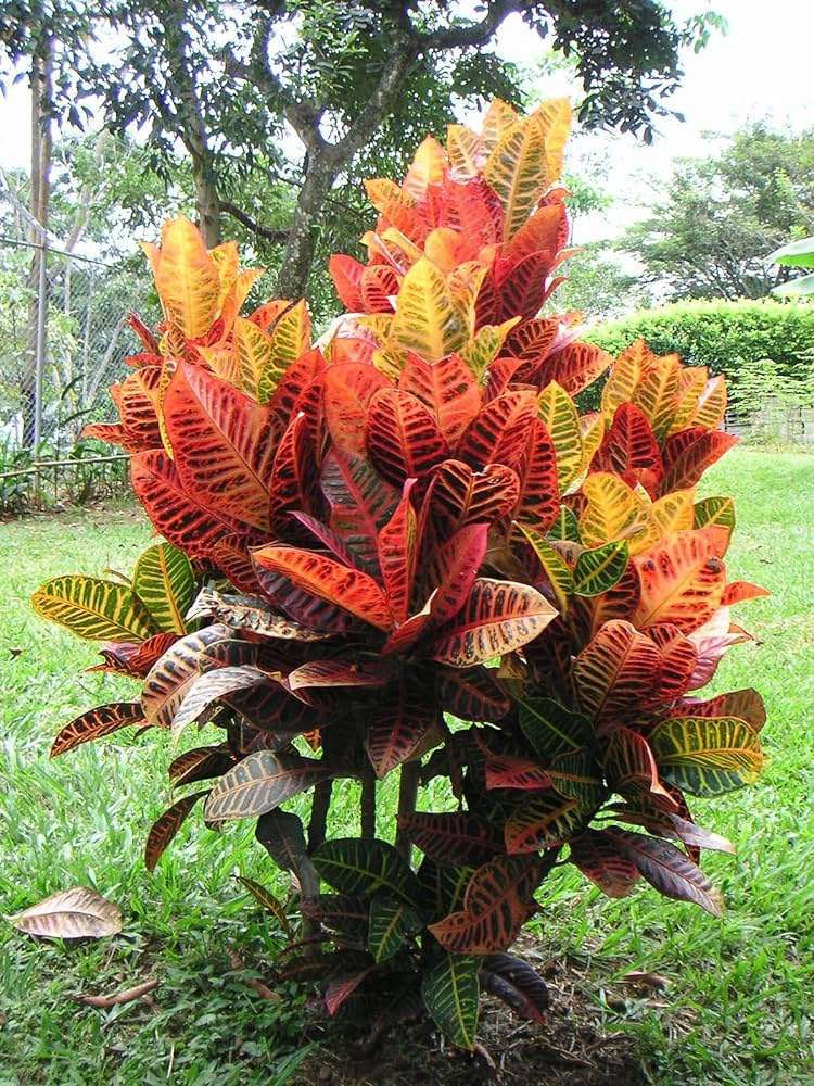 CROTON PETRA