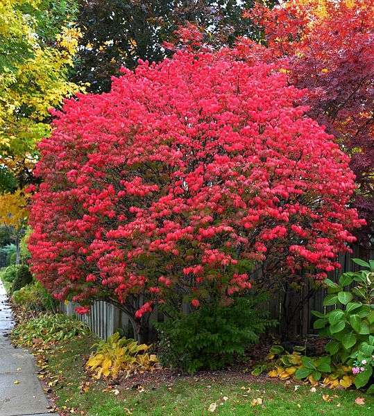 BURNING BUSH