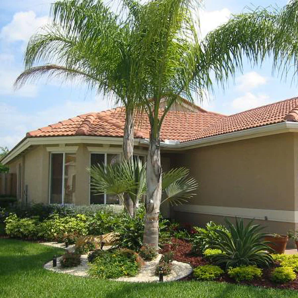 QUEEN PALM