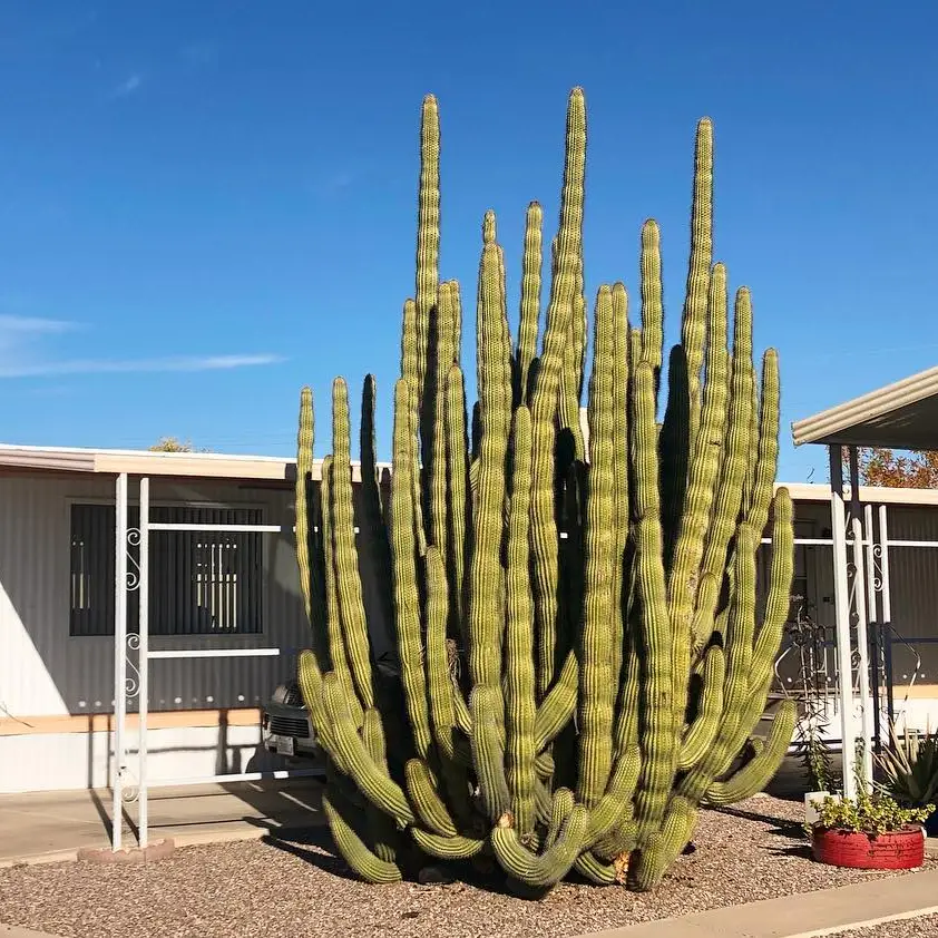 ORGAN PIPE CACTUS