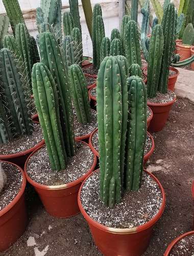 SAN PEDRO CACTUS
