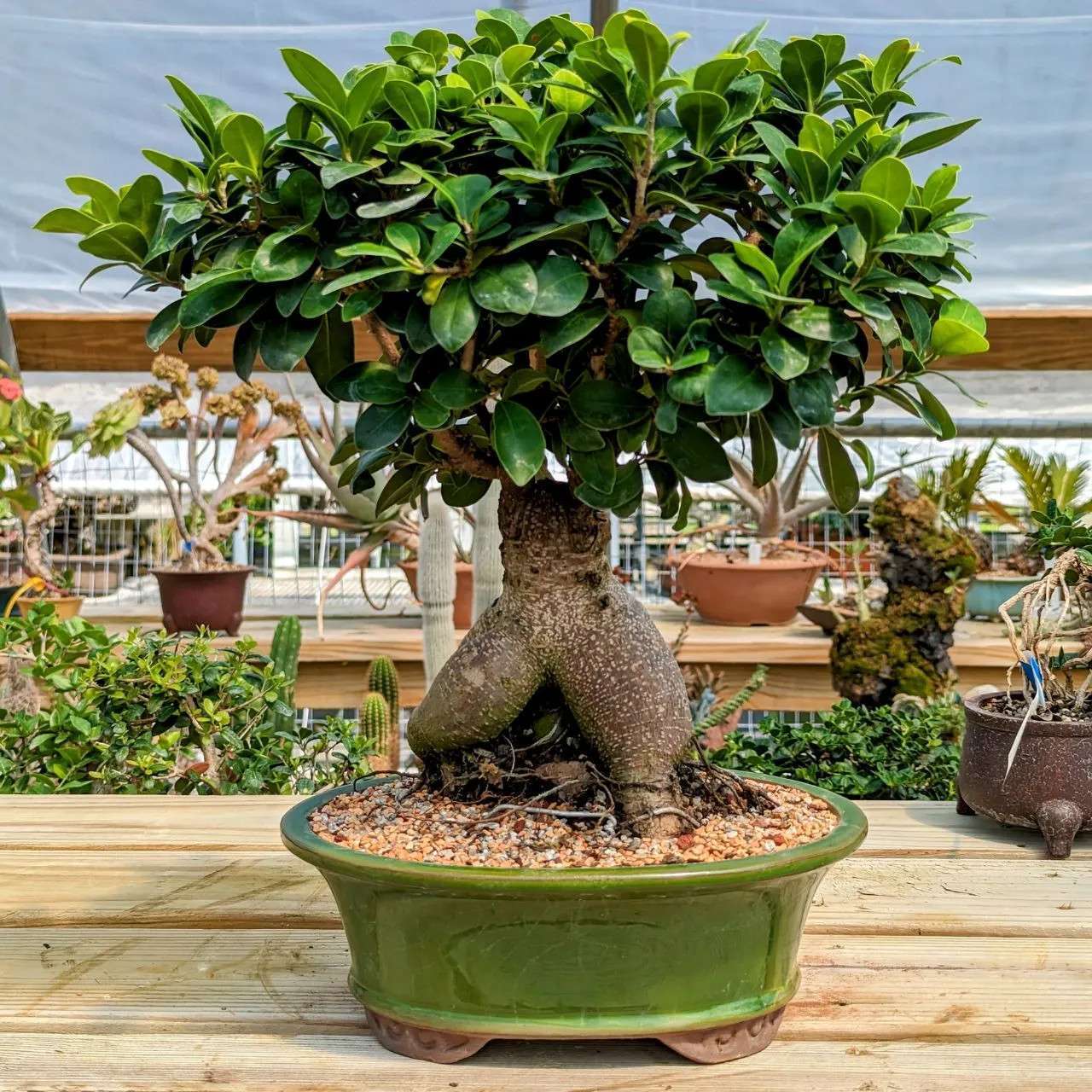 FICUS