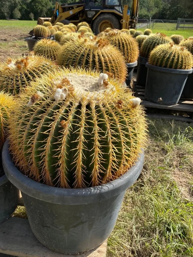GOLDEN BARREL CACTUS