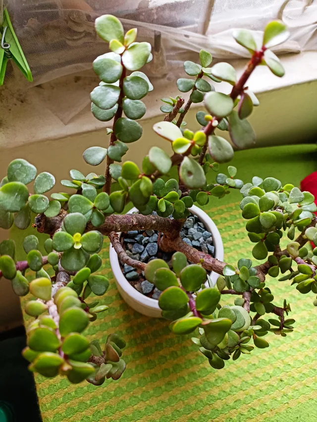 JADE PLANT - ELEPHANT BUSH