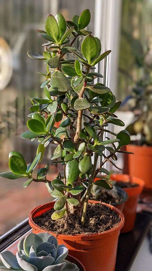 MONEY PLANT