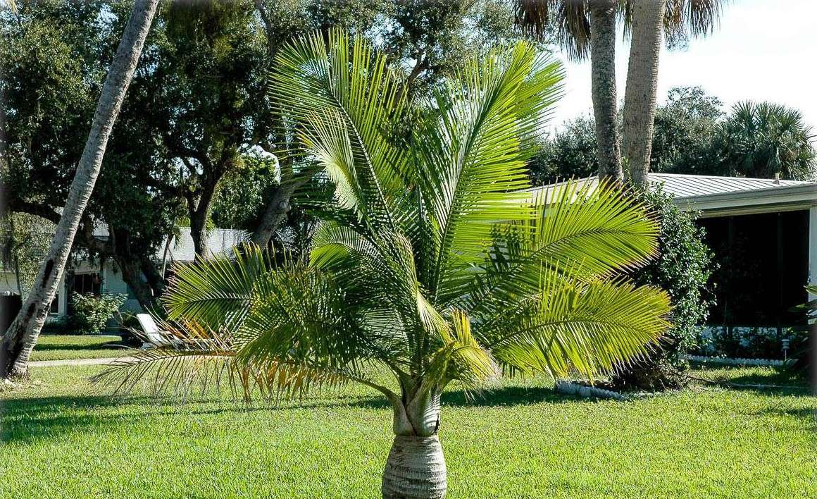 Majesty Palm