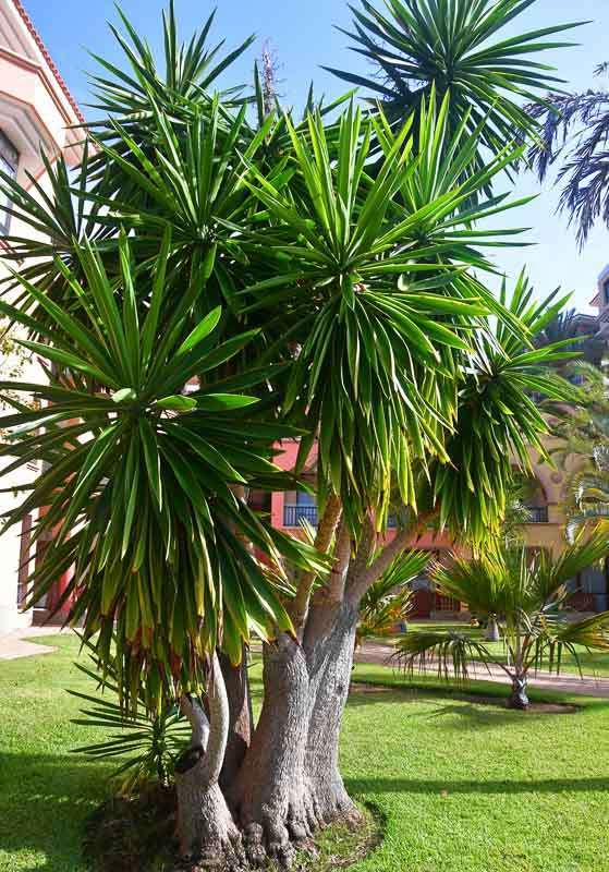 YUCCA PALM