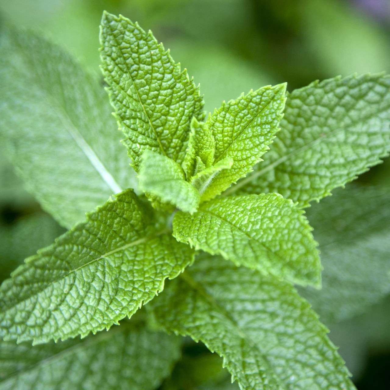 MINT