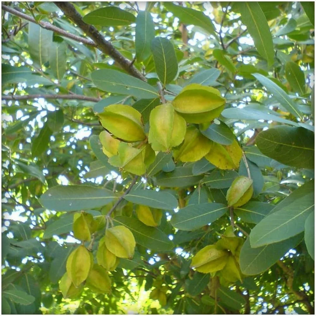 TERMINALIA ARJUN