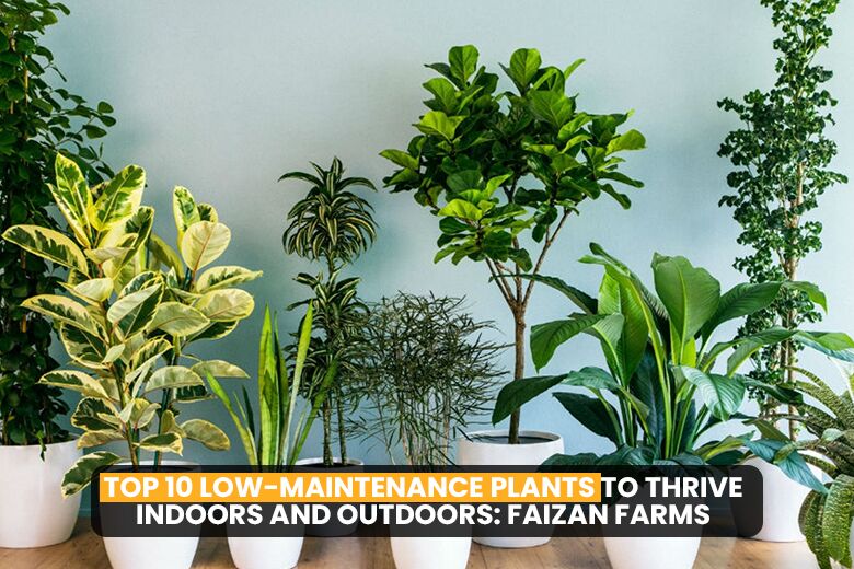 indoor plants small Popular Houseplant 12-pack: Easy Plant Variety Pack – Cute & Unique Pl –  Altman Plants main image 0