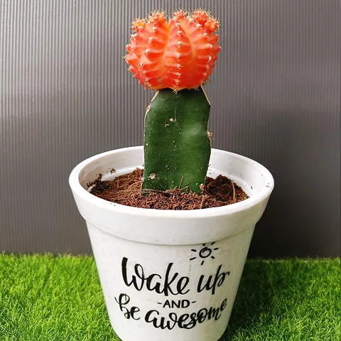 ruby ball cactus
