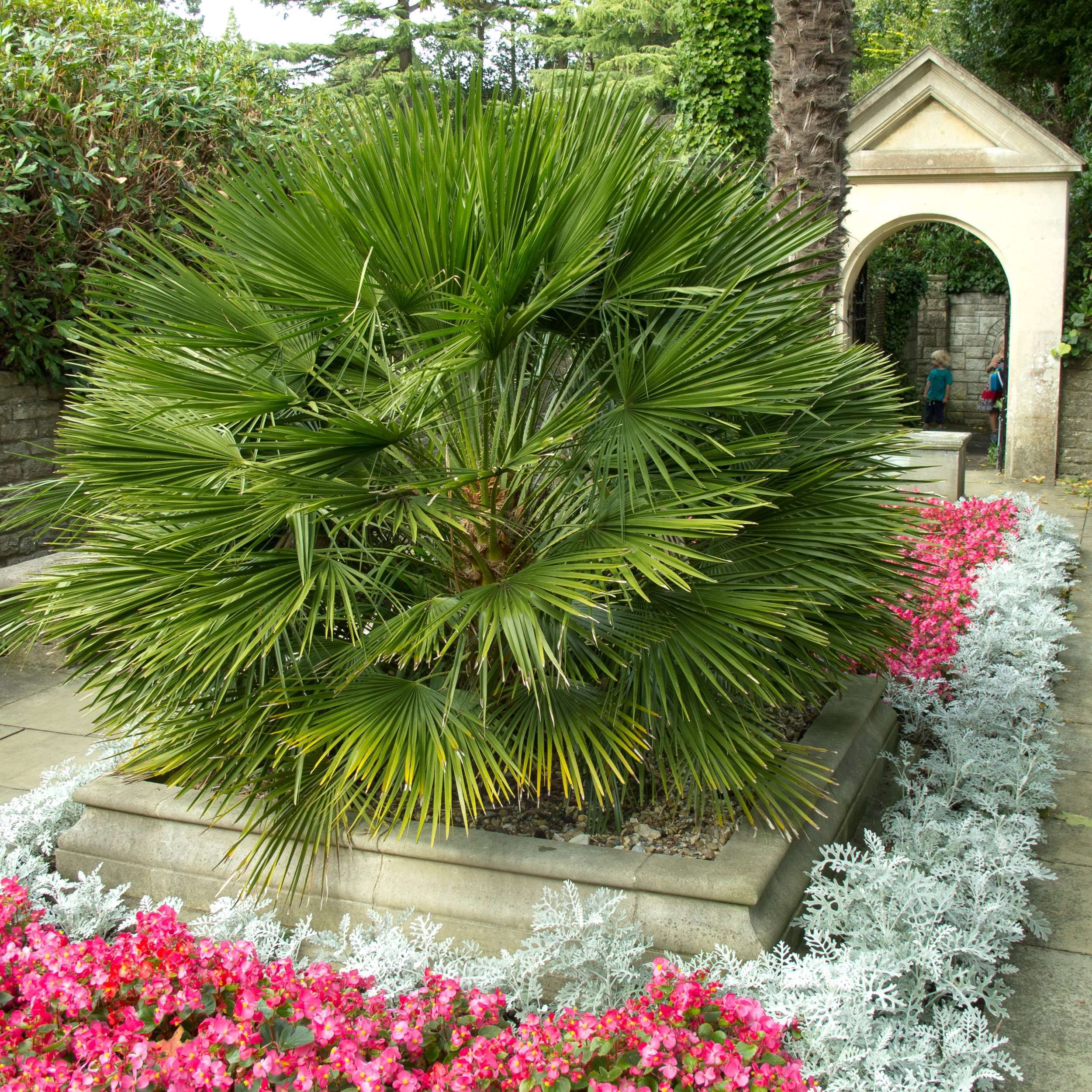 CHAMAEROPS HUMILIS PALM - EUROPEAN