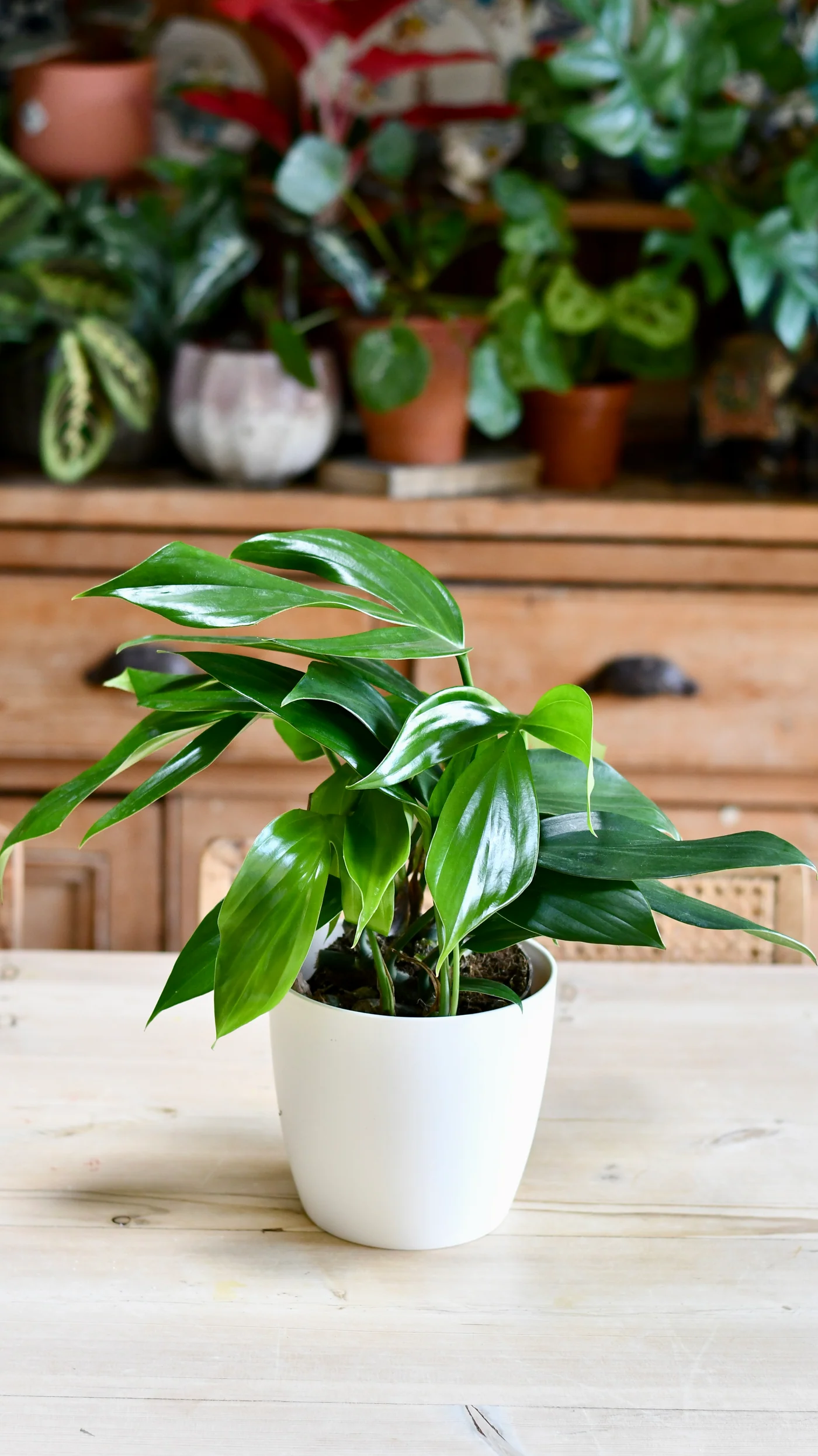 DRAGON TAIL PLANT