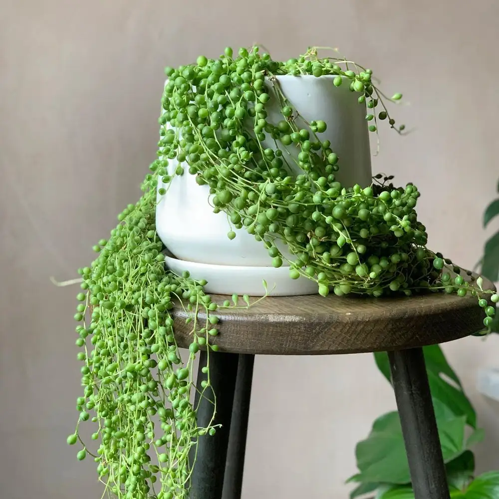 STRING OF PEARLS PLANT