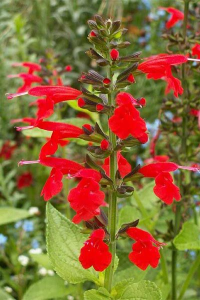 SCARLET SAGE