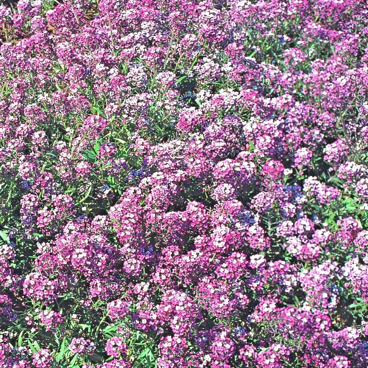 ALYSSUM-PANEERI