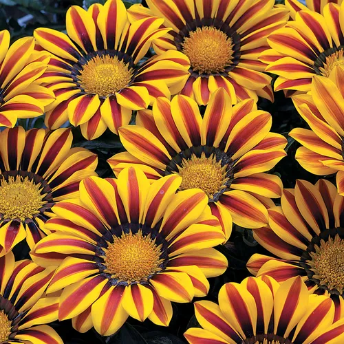 GAZANIA - PANEERI